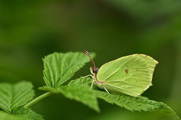 Geometrik Desen 2