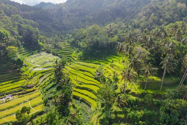 Bali 2