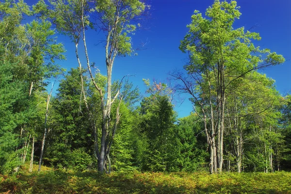 Reynolds Spring Natural Area (9)