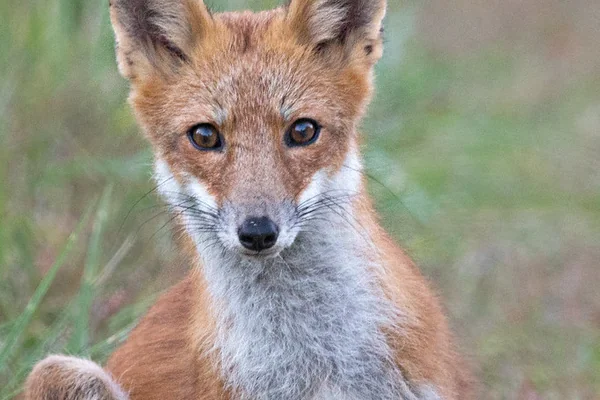Red Fox