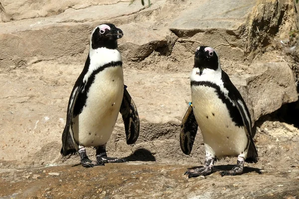 Penguen 2