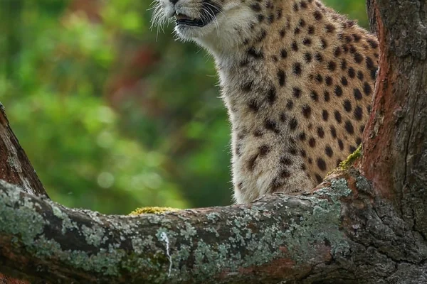 Sörf 3