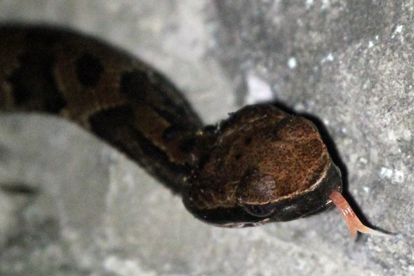 Kelebeğin Dansı 5