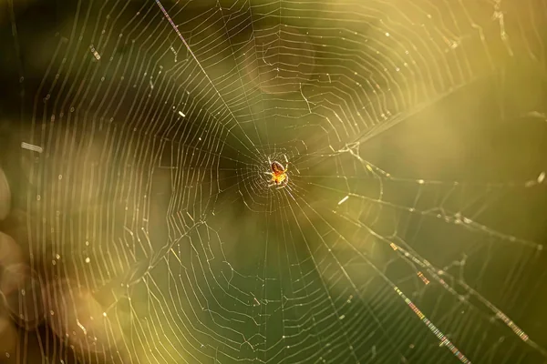 Bokeh Işık 4