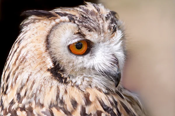 Owl Birds of Prey