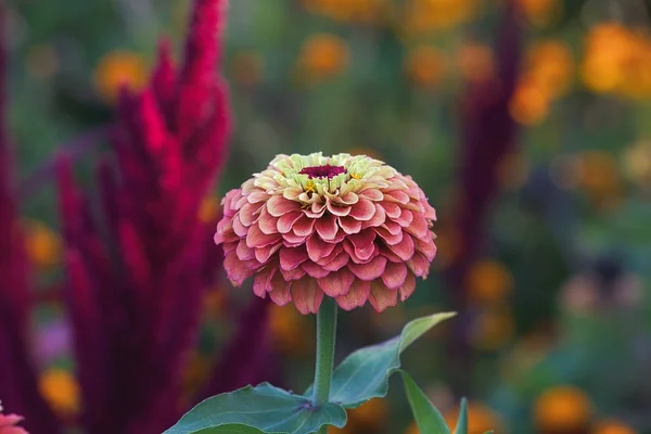 Bokeh Işık 4