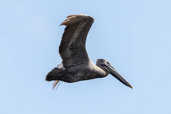 Creative Photography, Wildlife - Birds