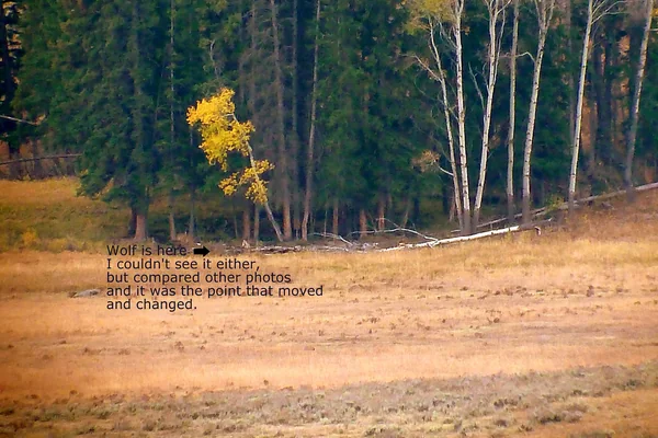 Following the Lamar Valley Wolf Pack in Yellowstone