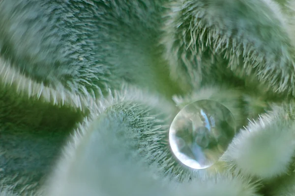 Macro Water Drop 1