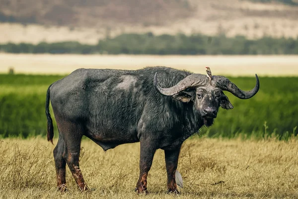 Afrika Safari