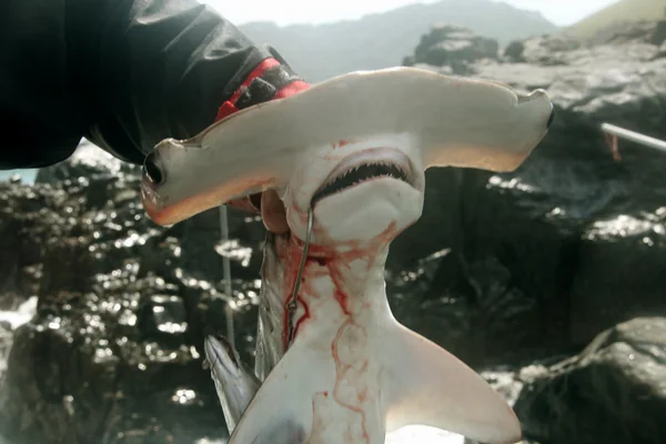 shark for beachcomber John