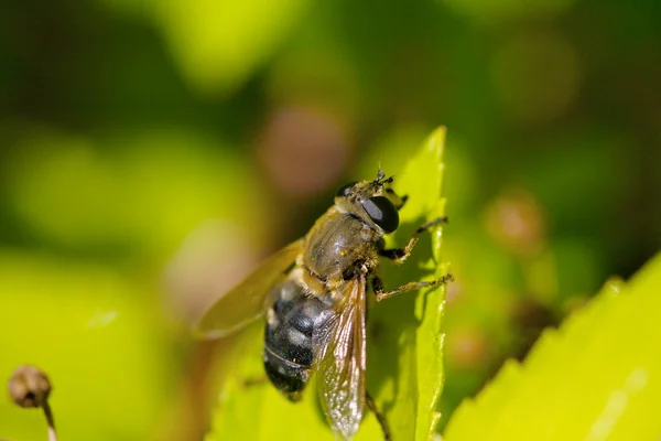 Bowsprit Insect Macro