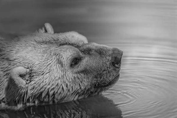 Bear Wildlife