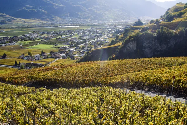 Vineyards in Sion