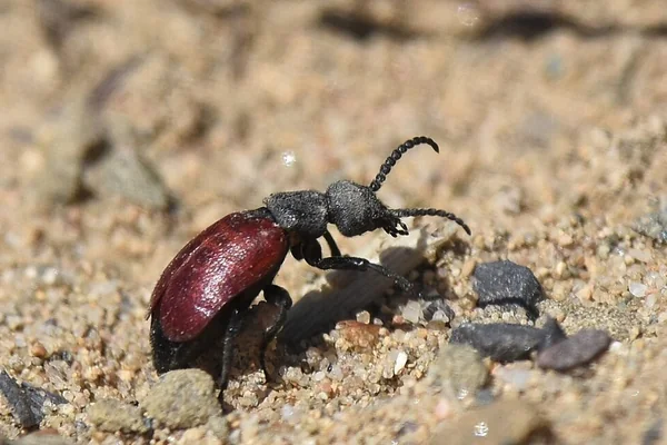 Kum Tepeleri