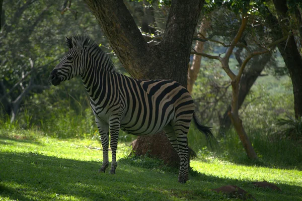 Afrika Safari 4
