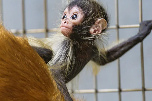 Cute spider monkey baby