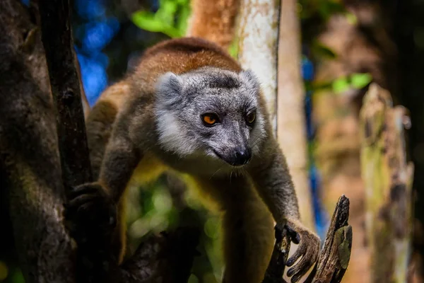Lemur (explore)