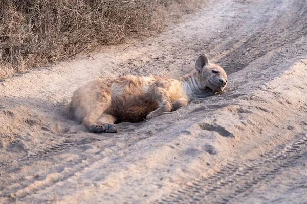 Afrika Safari 2