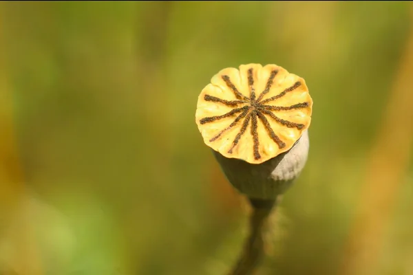 Geometrik Desen 3