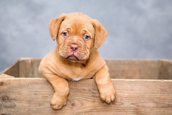 Köpek 1