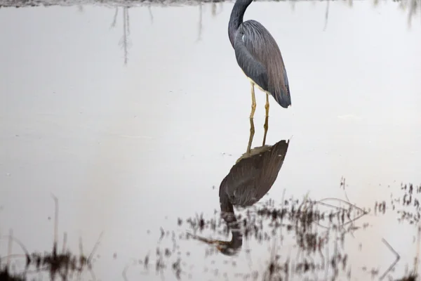 Nature Photography - Birds