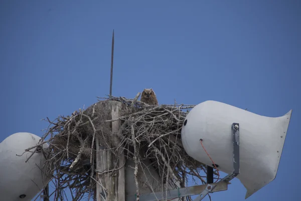 Owl Nest behind TV Building