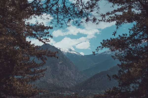 Çam Ormanı 3