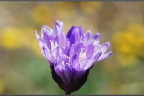 California Wildflower