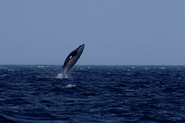 Minke Whale Breaching