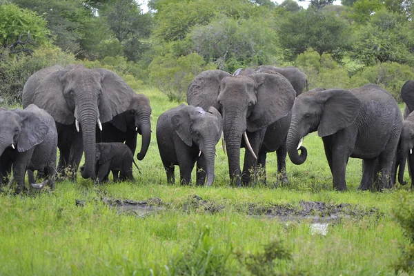 African Elephants - Herd