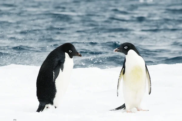 Penguen 2
