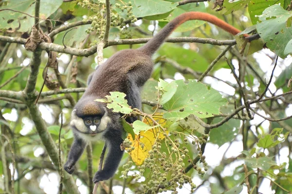 Red-Tailed Monkey, Uganda