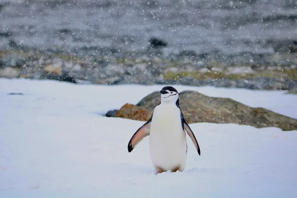 Penguen