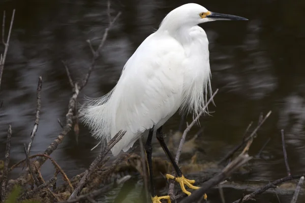 Nature Photography - Birds
