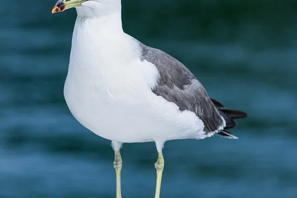 Bahar Doğası 2