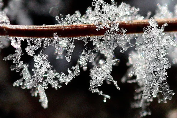 Frost on a pine needle