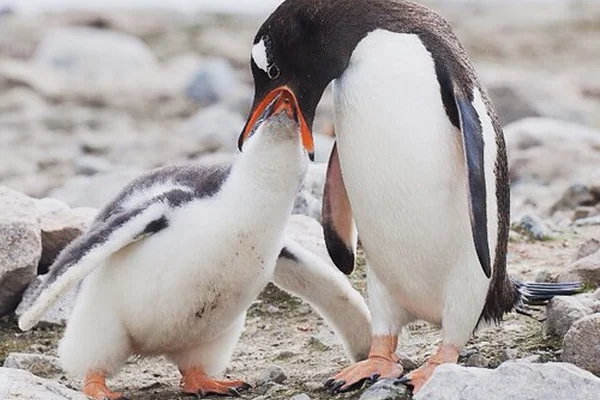 Join us at the Penguin dentist #penguin #Antarctica #dopenguinshaveteeth #happyfeet #frontiervolunteer