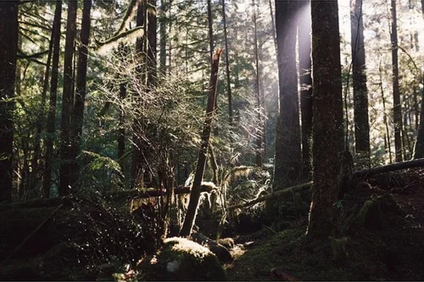 Sorry East Coast peeps 🌴 #Washington #state #PNW #forest #sunshine #days #explore #experience #appreciate #nature #vivid #hiking #backpacking #adventure #livewashington #lifeofadventure #mountain #waterfall #morning #light #phanstagram