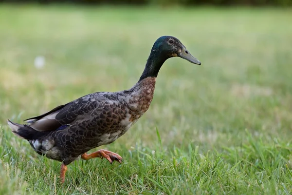 Tilki 2