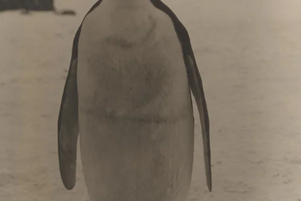 Emperor Penguin, Antarctica, 1947
