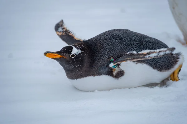 Penguen
