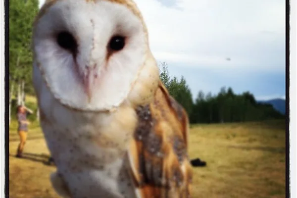 Barn owl #birds #creativechange