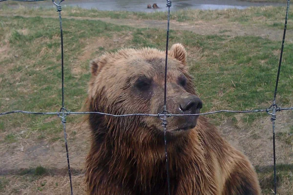 Mr Bear