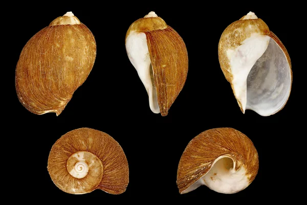 Okyanus Canlıları 3