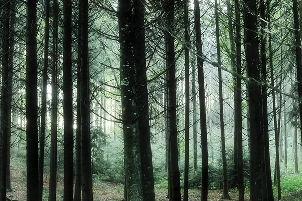 Green forest