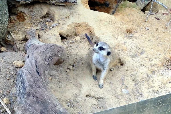 Tampa - Lowry Park Zoo - Safari Africa - Meerkat