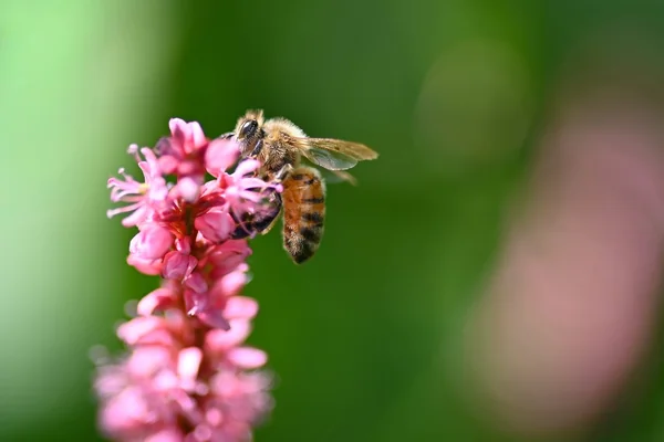 Bokeh Işık 2