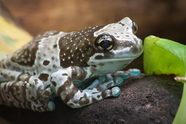 Amazon Milk Frog (Trachycephalus resinifictrix)