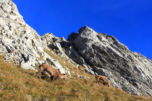 Mount Pilatus